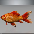 Bright Red And Orange Goldfish With Shiny Scales Flowing Fins And Reflection On Dark Background