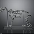 Detailed Animal Skeleton Display With Anatomical Organ Structure On Transparent Stand