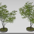 Two Leafy Trees with Lush Green Foliage Slender Trunks Circular Stone Bases and Soft Shadows