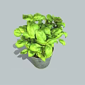 Fresh Green Basil Plant Growing in Gray Metal Pot with Lush Leaves