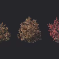 Colorful Autumn Trees With Red And Yellow Foliage Arranged In Rows On Dark Background
