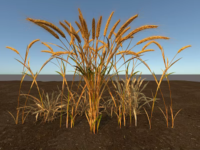 Golden Wheat Plants Growing in Vast Field Under Clear Blue Sky 3d model