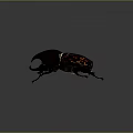 Shiny Dark Beetle With Horned Head And Detailed Leg Structure On Gray Background