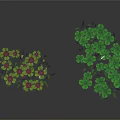 Two Plant Clusters with Left Pink Yellow Flowers and Right Green Clover Leaves Dark Background