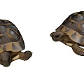 amphibian turtle 3d model