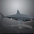 Lifelike Blue And White Shark 3D Model On Gray Background With Reflection 3d model