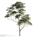 Arbor Trees With Lush Green Foliage And Slender Trunks In Detail View