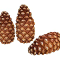 Three Natural Dried Brown Pine Cones Isolated on White Background