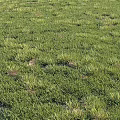 Lush Green Grass Landscape Featuring Dense Blades and Scattered Brown Patches