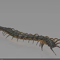 Giant Centipede With Black And Yellow Striped Body Red Head On Dark Shiny Surface