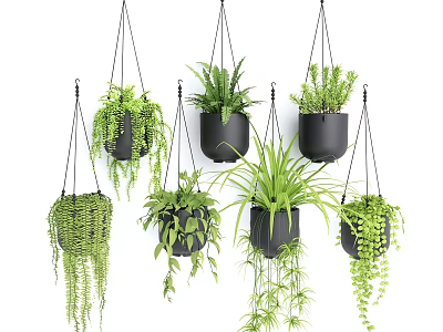Multiple Hanging Basket Plants with Trailing Greenery and Black Pots for Indoor Home Decor 3d model