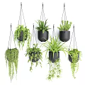 Multiple Hanging Basket Plants with Trailing Greenery and Black Pots for Indoor Home Decor