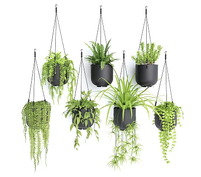 Multiple Hanging Basket Plants with Trailing Greenery and Black Pots for Indoor Home Decor 3d model