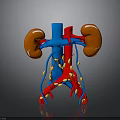 Detailed 3D Model Of Human Kidneys With Blood Vessels And Surrounding Tissues