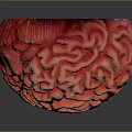 Detailed Red Brain Model Showing Anatomical Structures On Dark Background 3d model