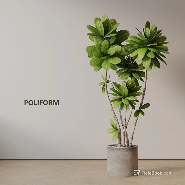 Lush Green Potted Plant With Multiple Stems In Gray Cement Pot Against Light Wall Background 3d model 