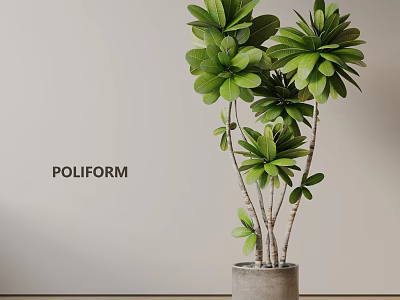 Lush Green Potted Plant With Multiple Stems In Gray Cement Pot Against Light Wall Background 3d model
