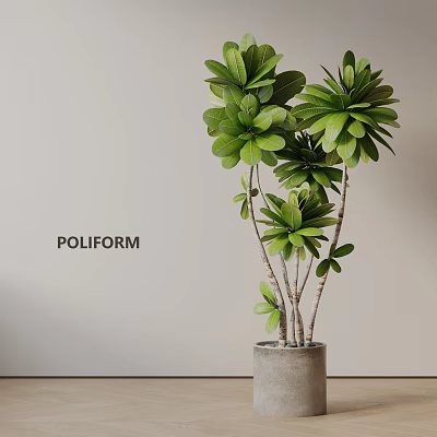 Lush Green Potted Plant With Multiple Stems In Gray Cement Pot Against Light Wall Background 3d model