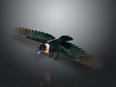 Black Bird With White Neck Flying With Spread Wings Against Gray Background 3d model