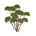 Tree modeling trees from small trees 3d model