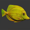 Bright Yellow Tropical Fish with Green Fins Orange Eyes and Pointed Snout