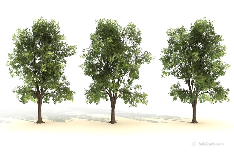 Three Green Leaf Trees with Brown Trunks on White Background 3d model