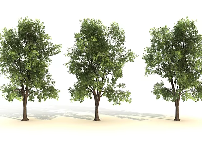 Three Green Leaf Trees with Brown Trunks on White Background 3d model