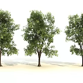 Three Green Leaf Trees with Brown Trunks on White Background 3d model