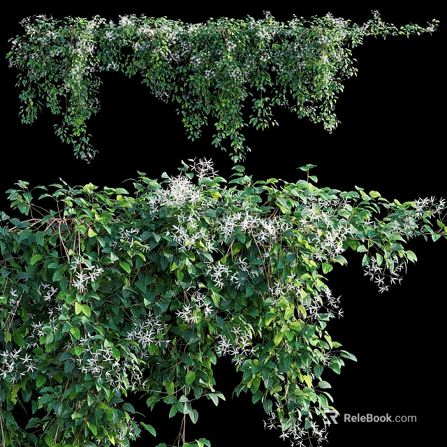 Lush Green Vine with Dense Leaves and White Flowers in Natural Growth 3d model 