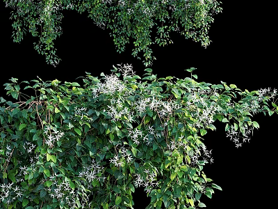climbing vine man ivy 3d model
