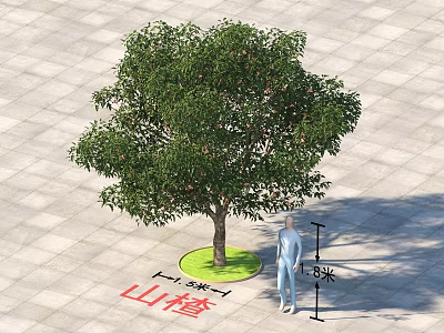 Garden Landscape With 3.9 Meters Tall Hawthorn Tree On Square Paved Ground And Human Figure 3d model