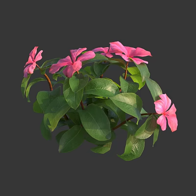 Blooming Pink Flowers With Green Leaves In Lush Plant Bush 3d model