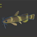 Beautiful Yellow And Brown Striped Fish With Whiskers In Striking Aquatic Form