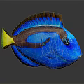 Vibrant Blue Tropical Fish With Yellow Tail Brown Stripe And Green Fin