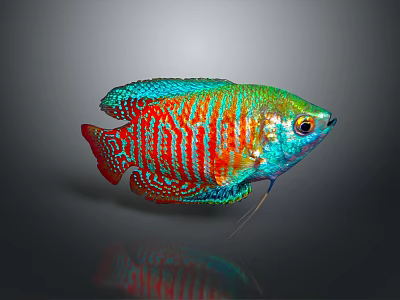 Colorful Fish With Vibrant Blue Green Red Stripes Shiny Scales On Gray Background 3d model
