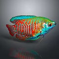 Colorful Fish With Vibrant Blue Green Red Stripes Shiny Scales On Gray Background