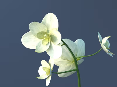 Elegant White Orchids in Vase Arrangement with Green Stems and Deep Blue Background 3d model