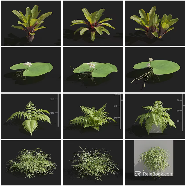 Various Green Plants Collection Featuring Water Lily Leaves Ferns and Succulents 3d model 
