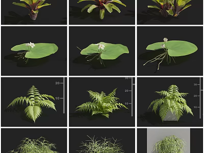 Various Green Plants Collection Featuring Water Lily Leaves Ferns and Succulents 3d model