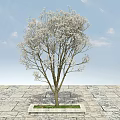 Tree Pit with Blooming White Flower Tree on Stone Pavement Under Blue Sky 3d model