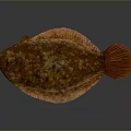 Orange Red Spotted Flat Aquatic Animal Fish with Unique Body Structure and Fins