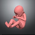 Detailed Pink Human Fetus Model in Crouched Position 3D Medical Rendering