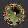 Fresh Ripe Pineapple With Golden Yellow Spiky Exterior And Green Leafy Top