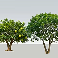 Arbor Trees With Lush Green Foliage And Fruit Bearing Branches