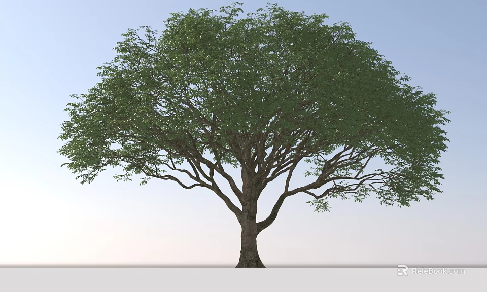 Tall Deciduous Tree With Green Foliage And Spreading Branches In Natural Setting 3d model 