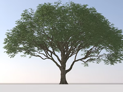 Tall Deciduous Tree With Green Foliage And Spreading Branches In Natural Setting 3d model