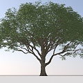 Landscape Arbor Tree 3d model