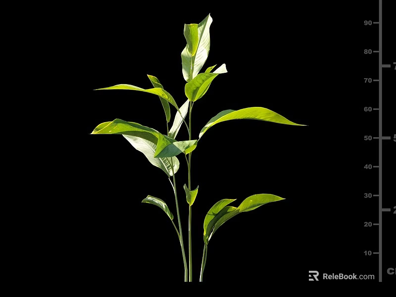 Vibrant Green Plant With Fresh Lush Leaves Growing On Black Background 3d model 