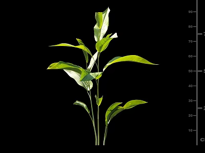 Vibrant Green Plant With Fresh Lush Leaves Growing On Black Background 3d model