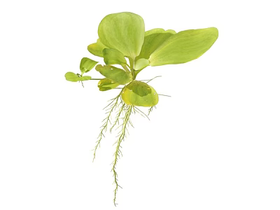 Vibrant Aquatic Plant with Lush Green Leaves and Long Roots 3d model